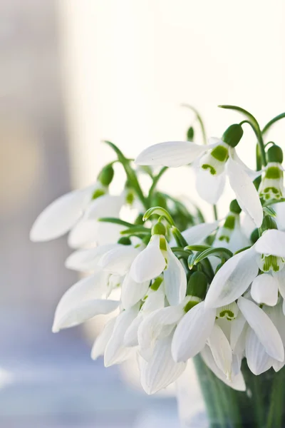 Preciosas flores nevadas enfoque suave —  Fotos de Stock