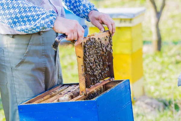 Imker kontrollieren Bienenstock — Stockfoto