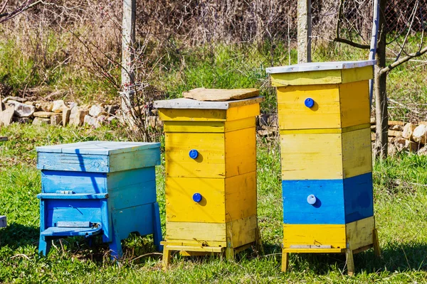 Blaue und gelbe Bienenstöcke im Garten — Stockfoto