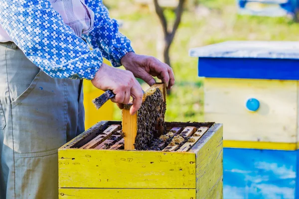 Beekeeper checking hive — Stok fotoğraf