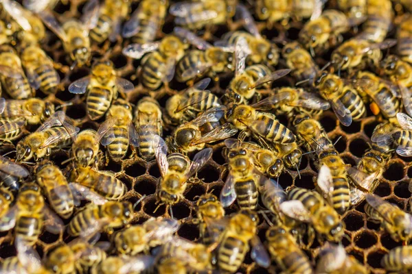 Werkende bijen — Stockfoto
