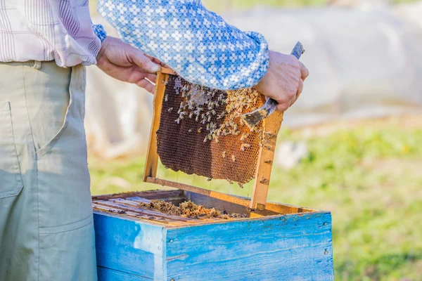 Пчеловод проверяет улей — стоковое фото