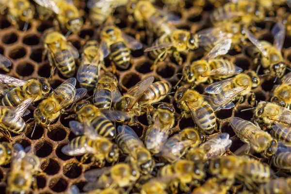 Werkende bijen — Stockfoto