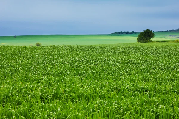 Zomer landschap met blauwe lucht en groene tarwe. — Stockfoto