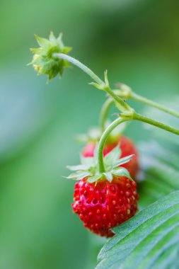 Doğada yabani çilek yakın çekim.