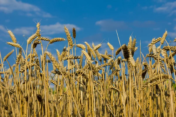 Wheat field — Stock Photo, Image