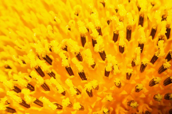 Closeup picture of a flower. — Stock Photo, Image