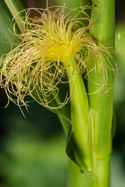 Freshly harvested corn, close up. — Stock Photo, Image