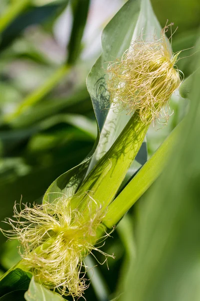 Vers geoogste maïs, close-up. — Stockfoto