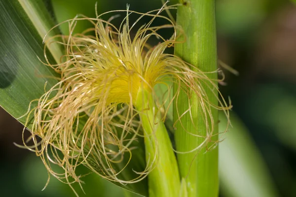 Freshly harvested corn, close up. — Stock Photo, Image