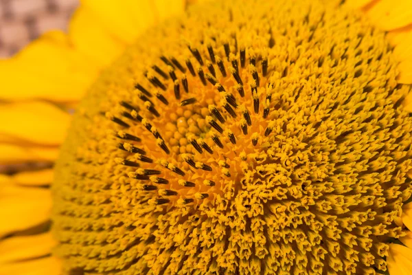 Közelkép kép egy virág. — Stock Fotó