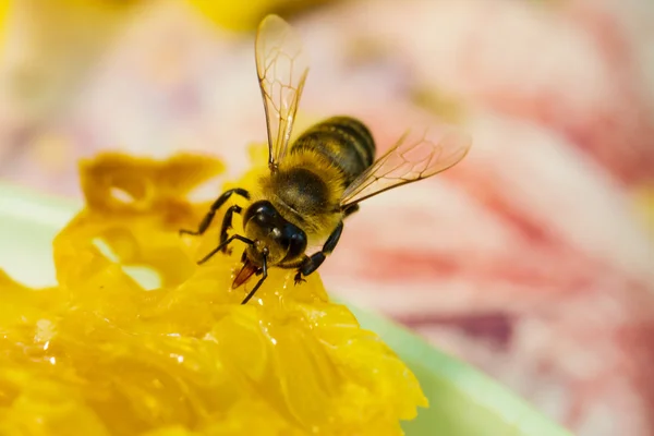 Abeja recolectando miel y néctar con probóscis . —  Fotos de Stock