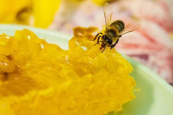 Abeja recolectando miel y néctar con probóscis . —  Fotos de Stock