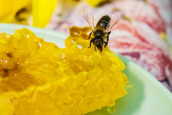 Abeja recolectando miel y néctar con probóscis . —  Fotos de Stock