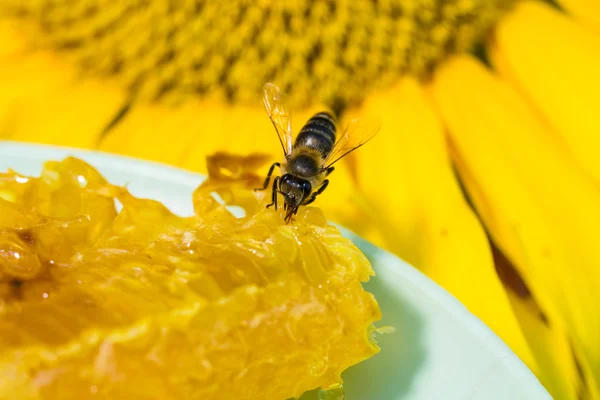 Abelha coleta de mel e néctar com probóscide . Fotos De Bancos De Imagens Sem Royalties