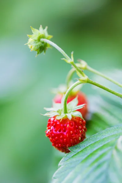 Lesní jahody v přírodě zblízka. Royalty Free Stock Obrázky