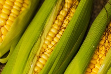 Taze Mısır kulakları. Tatlı Mısır yakın çekim