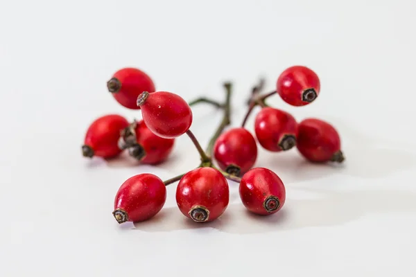 Bir grup dogrose. Kuşburnu