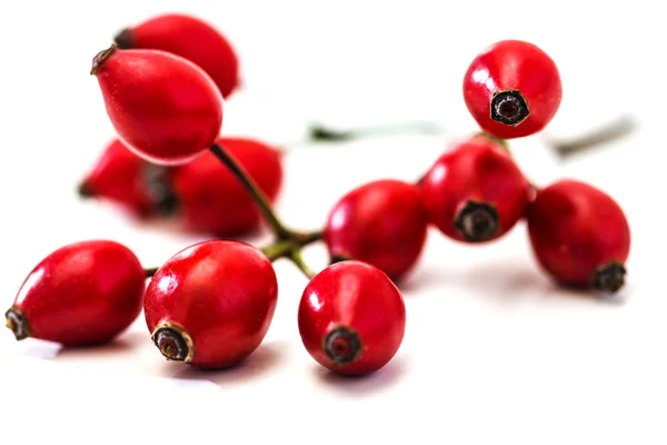 Bunch of dogrose. Rosehip — Stock Photo, Image