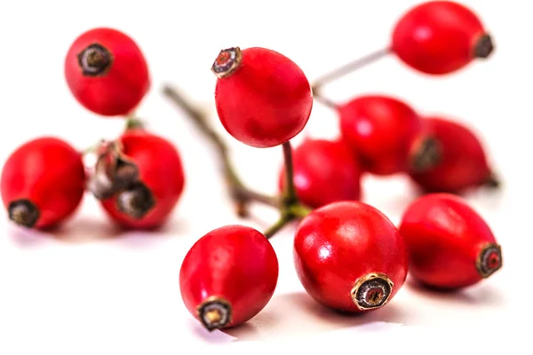 Bunch of dogrose. Rosehip — Stock Photo, Image