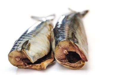 Beyaz arka plan üzerinde uskumru balığı (Scomber scrombrus)