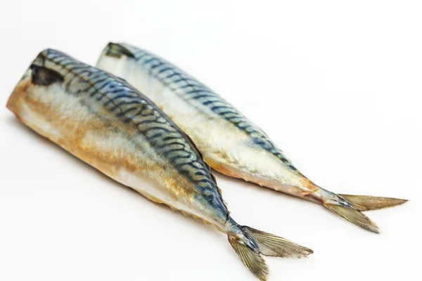 Mackerel Fish (Scomber scrombrus) over white background — Stock Photo, Image