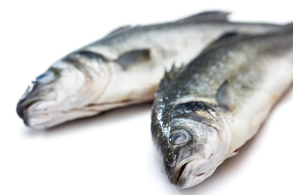 Sea bass fish on withe background — Stock Photo, Image