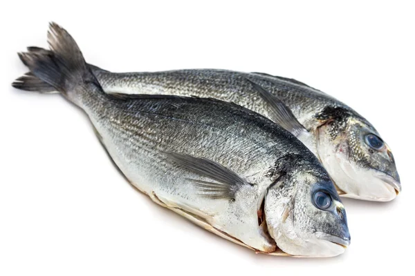 Bream fish isolated — Stock Photo, Image