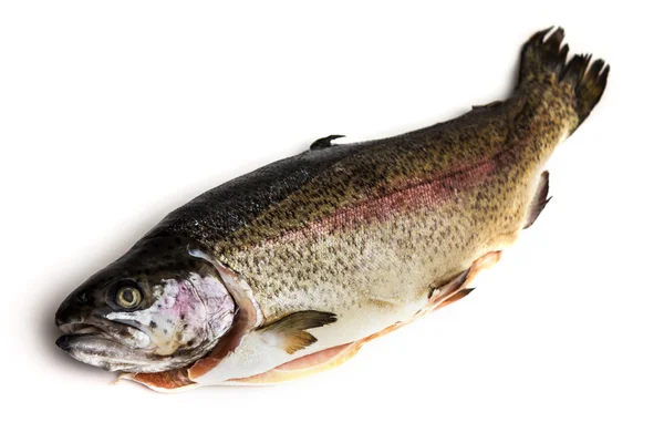 Fresh Salmon trout  isolated — Stock Photo, Image