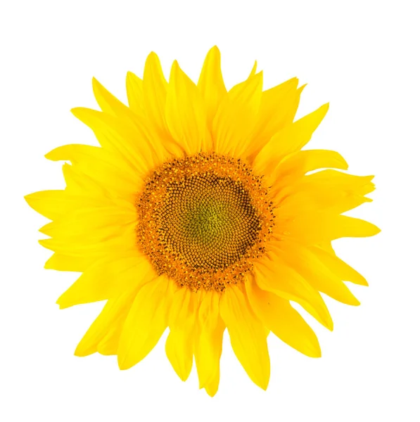 Girassol Amarelo Flor Isolada Fundo Branco — Fotografia de Stock