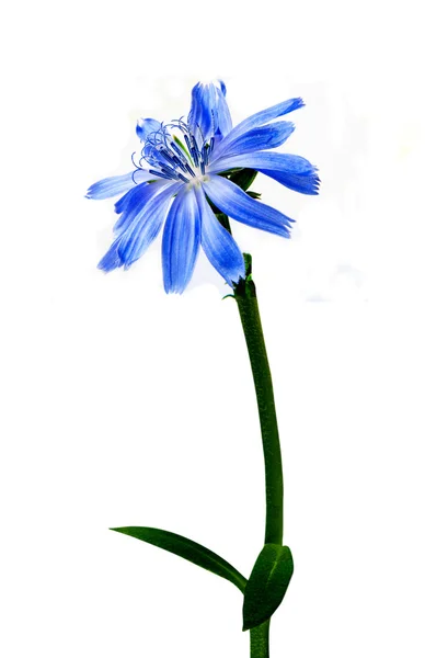 Fiore blu — Foto Stock