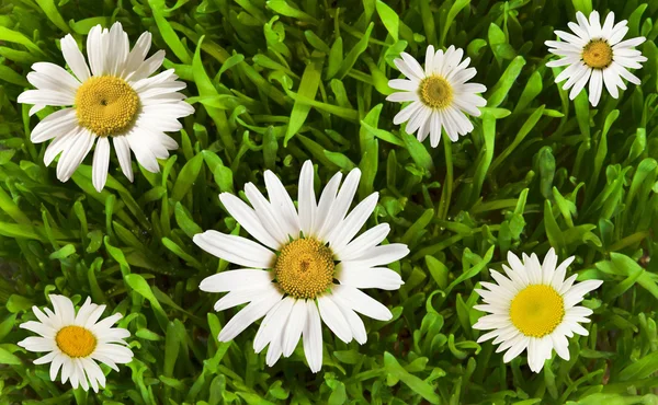 Daisywheels in the grass — Stok fotoğraf