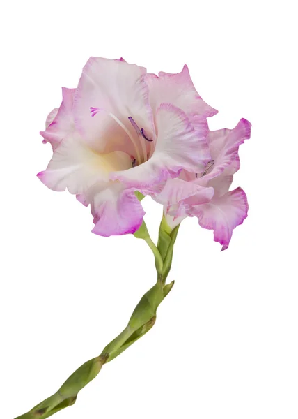 Flower — Stock Photo, Image