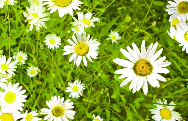 Roues de marguerite dans l'herbe — Photo