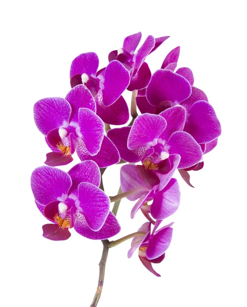 Orquídea rosa — Fotografia de Stock