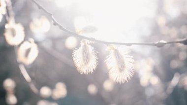 İlkbahar güneşinin ışınlarında rüzgarda sallanan bir kızılağaç dalı. Doğa uyanıyor. Bahar çiçekleri