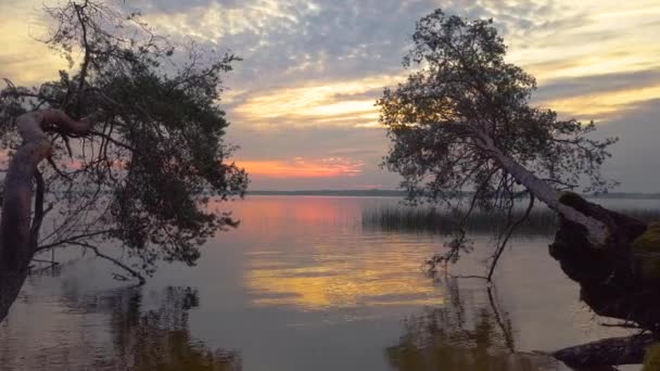 Неймовірно красивий схід сонця, захід сонця на озері, ріка. Пляж із сосен, які впали у воду. Природа Білорусі. Східна Європа — стокове відео