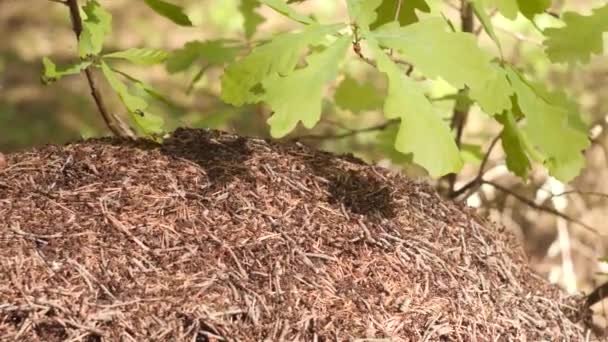 La colonia de hormigas está construyendo un hormiguero bajo un roble en un bosque de verano. Las hormigas se arrastran de lado a lado. Hormigas en un hormiguero en el bosque, primer plano — Vídeo de stock