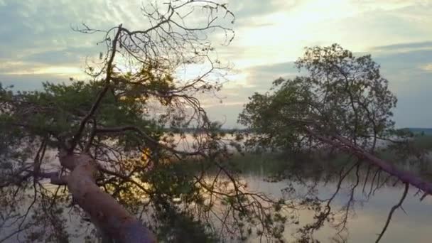 Amanecer sobre el lago. Vida silvestre increíblemente hermosa. El dron vuela sobre los pinos caídos al agua. Dawn. Verano. Viaje. — Vídeos de Stock