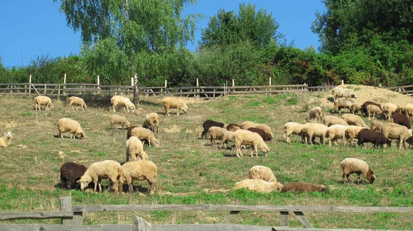 Flock Betande Får Sluttning Med Grönt Gräs — Stockfoto