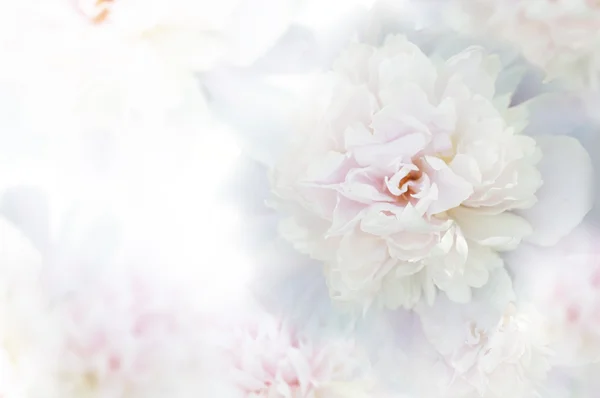 Beyaz Şakayık kartıyla