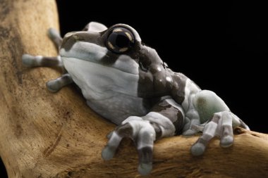 Amazon milk frog clipart