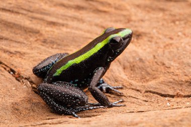 Poison dart frog, phyllobates aurotaenia