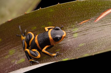 poison dart frog Ranitomeya imitator