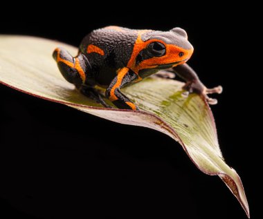 poison dart frog Ranitomeya imitator