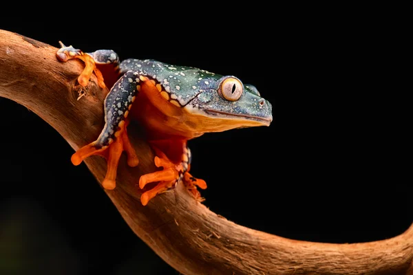Бахромчатая лягушка — стоковое фото