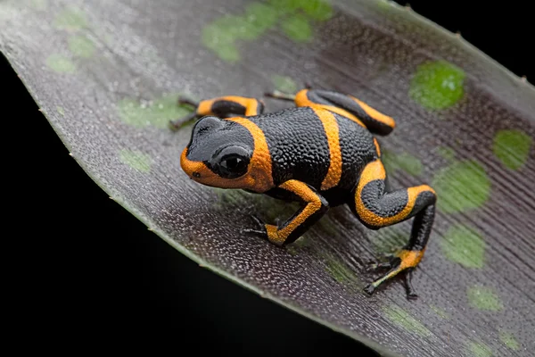 Poison dart frog Ranitomeya imitator — Stock Photo, Image