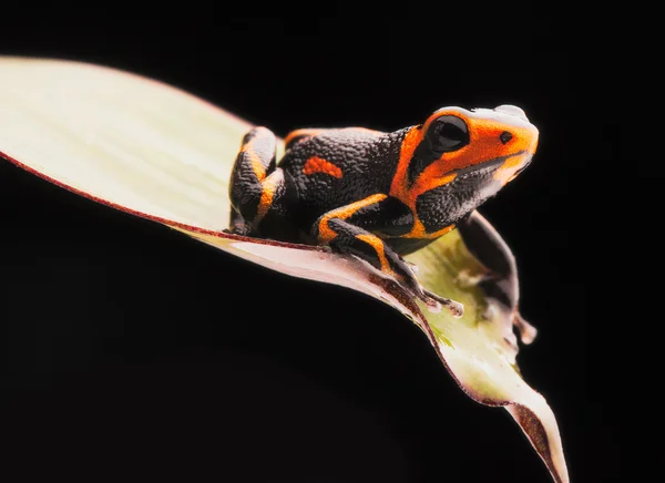 Poison dart frog Ranitomeya imitator — Stock Photo, Image