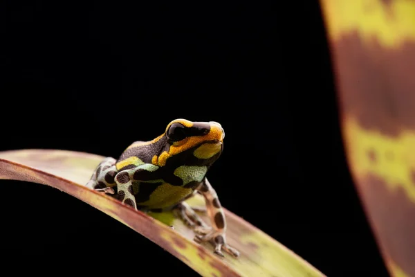 Dardo velenoso rana Perù foresta pluviale — Foto Stock