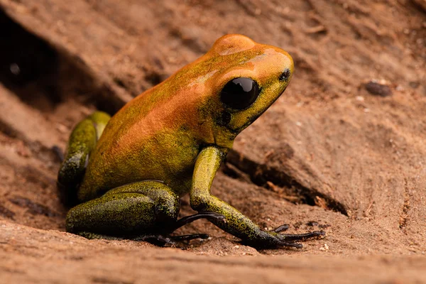 Rana flecha venenosa Phyllobates bicolor — Foto de Stock